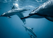 我当场就沉默了，你以为吃瓜爆料在揭真相，其实它在收割你的注意力（安全第一）